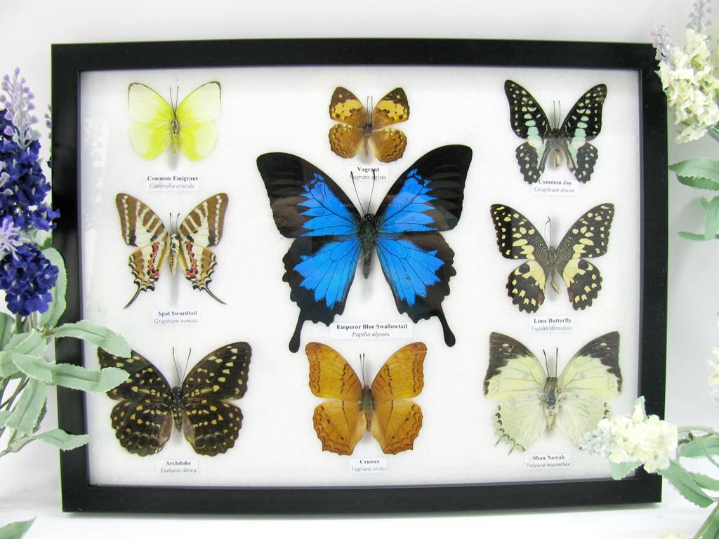 9 echte tote präparierte Schmetterlinge als Sammlung A-ulysses-19-b