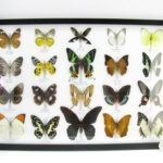 20 wunderschöne echte Schmetterlinge im schwarzen Rahmen als Wandbild - A-20-madam-01