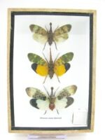 3x Lanternfly - Athaesa naaas - echte tropische Insekten - im 3D Schaukasten - Wandbild – Bild 2