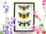 3x Lanternfly - Athaesa naaas - echte tropische Insekten - im 3D Schaukasten - Wandbild