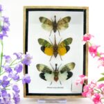 3x Lanternfly - Athaesa naaas - echte tropische Insekten - im 3D Schaukasten - Wandbild