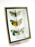 3x Lanternfly - Athaesa naaas - echte tropische Insekten - im 3D Schaukasten - Wandbild – Bild 3