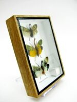 3x Lanternfly - Athaesa naaas - echte tropische Insekten - im 3D Schaukasten - Wandbild – Bild 4