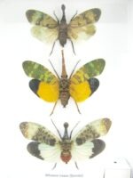 3x Lanternfly - Athaesa naaas - echte tropische Insekten - im 3D Schaukasten - Wandbild – Bild 5