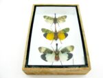 3x Lanternfly - Athaesa naaas - echte tropische Insekten - im 3D Schaukasten - Wandbild – Bild 6