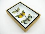 3x Lanternfly - Athaesa naaas - echte tropische Insekten - im 3D Schaukasten - Wandbild – Bild 7