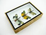 3x Lanternfly - Athaesa naaas - echte tropische Insekten - im 3D Schaukasten - Wandbild – Bild 8