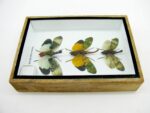 3x Lanternfly - Athaesa naaas - echte tropische Insekten - im 3D Schaukasten - Wandbild – Bild 9