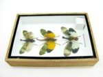 3x Lanternfly - Athaesa naaas - echte tropische Insekten - im 3D Schaukasten - Wandbild – Bild 10