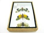 3x Lanternfly - Athaesa naaas - echte tropische Insekten - im 3D Schaukasten - Wandbild – Bild 11