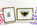 2x Cholcosoma atlas - Atlas Beetle - im 3D Schaukasten - riesige Insekten