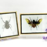 2x Cholcosoma atlas - Atlas Beetle - im 3D Schaukasten - riesige Insekten