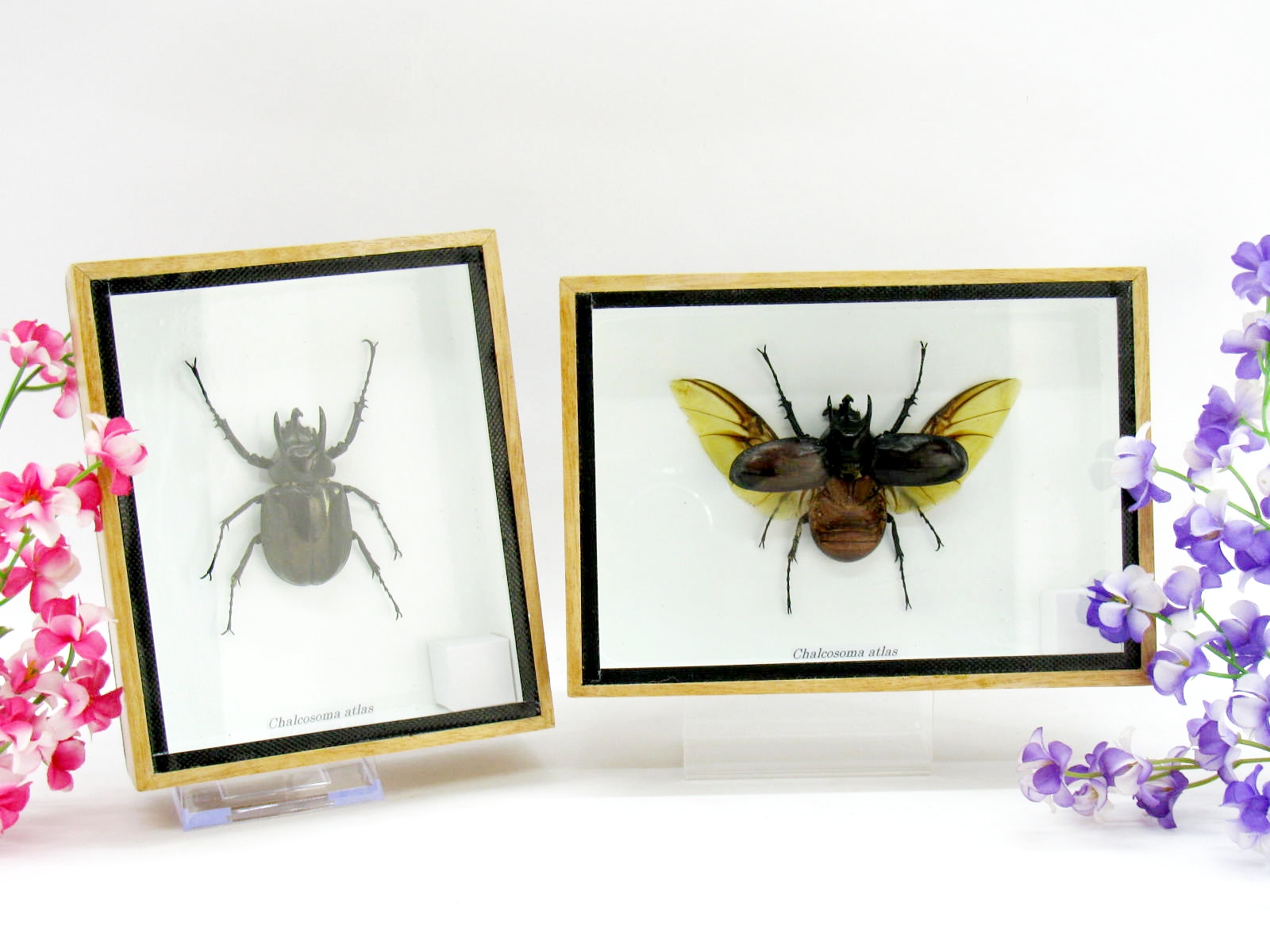 Chalcosoma atlas - großes Insekt gerahmt als Wanddekoration - im Mix - b