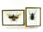2x Cholcosoma atlas - Atlas Beetle - im 3D Schaukasten - riesige Insekten – Bild 12