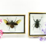2x Cholcosoma caucasus - Atlas Beetle - im 3D Schaukasten - riesige Insekten
