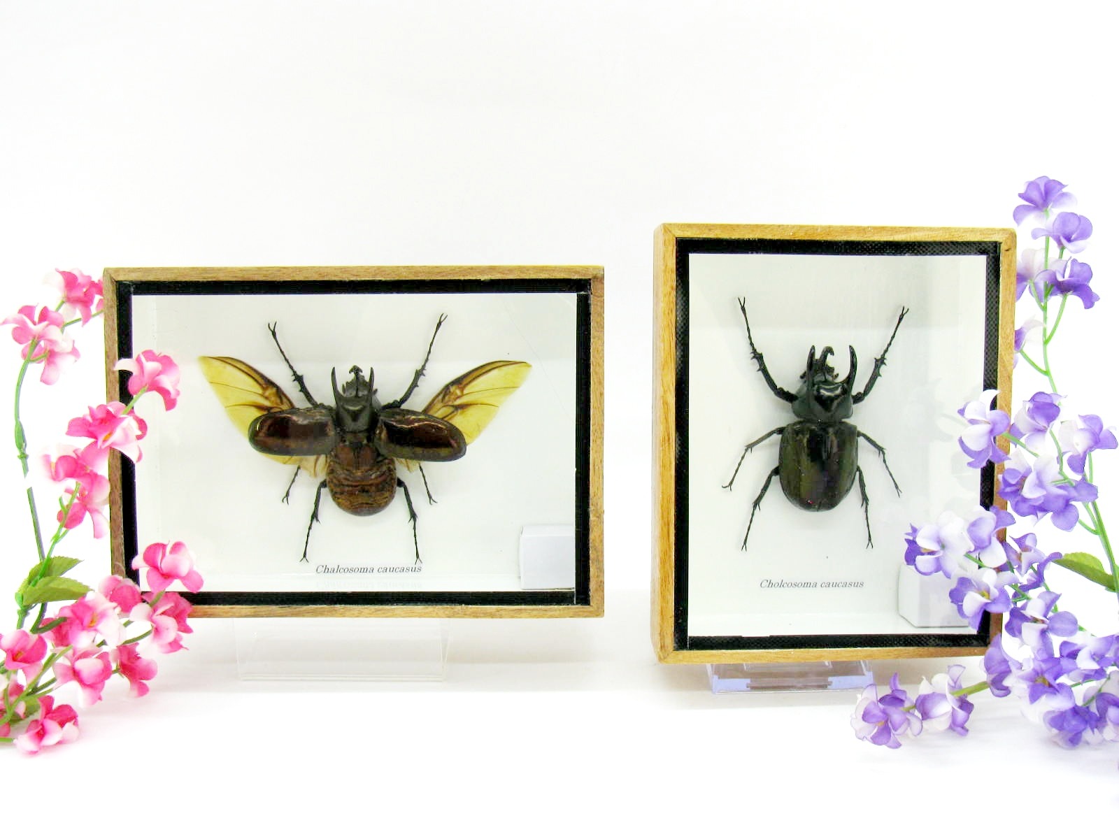 Chalcosoma caucasus - großes Insekt gerahmt als Wanddekoration - im Mix - b