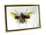 2x Cholcosoma atlas - Atlas Beetle - im 3D Schaukasten - riesige Insekten – Bild 2