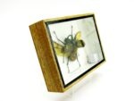 2x Cholcosoma atlas - Atlas Beetle - im 3D Schaukasten - riesige Insekten – Bild 3