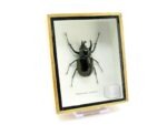 2x Cholcosoma atlas - Atlas Beetle - im 3D Schaukasten - riesige Insekten – Bild 4
