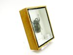 2x Cholcosoma atlas - Atlas Beetle - im 3D Schaukasten - riesige Insekten – Bild 5