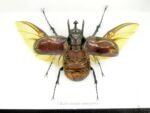 2x Cholcosoma atlas - Atlas Beetle - im 3D Schaukasten - riesige Insekten – Bild 6