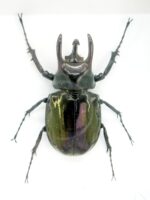 2x Cholcosoma atlas - Atlas Beetle - im 3D Schaukasten - riesige Insekten – Bild 7