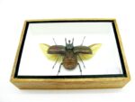 2x Cholcosoma atlas - Atlas Beetle - im 3D Schaukasten - riesige Insekten – Bild 8