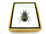 2x Cholcosoma atlas - Atlas Beetle - im 3D Schaukasten - riesige Insekten – Bild 9