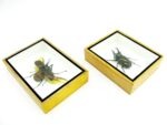 2x Cholcosoma atlas - Atlas Beetle - im 3D Schaukasten - riesige Insekten – Bild 10