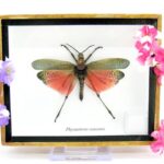 Phymateus saxosus - Grashopper - echtes tropisches Insekt - im 3D Schaukasten - Wandbild