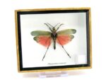 2x Phymateus saxosus - Grashopper - echte tropische Insekten - im 3D Schaukasten - Doppelpack – Bild 6