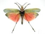 2x Phymateus saxosus - Grashopper - echte tropische Insekten - im 3D Schaukasten - Doppelpack – Bild 2