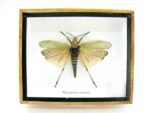 Phymateus saxosus - Grashopper - echtes tropisches Insekt - im 3D Schaukasten - Wandbild – Bild 3
