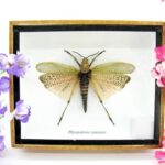 Phymateus saxosus - Grashopper - echtes tropisches Insekt - im 3D Schaukasten - Wandbild