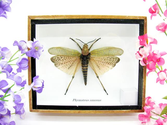 Phymateus saxosus - echter wunderschöner Grashüpfer - gerahmt - female - b