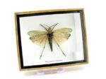 2x Phymateus saxosus - Grashopper - echte tropische Insekten - im 3D Schaukasten - Doppelpack – Bild 7