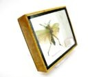2x Phymateus saxosus - Grashopper - echte tropische Insekten - im 3D Schaukasten - Doppelpack – Bild 9