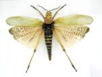 2x Phymateus saxosus - Grashopper - echte tropische Insekten - im 3D Schaukasten - Doppelpack – Bild 3