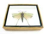2x Phymateus saxosus - Grashopper - echte tropische Insekten - im 3D Schaukasten - Doppelpack – Bild 11