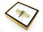 Phymateus saxosus - Grashopper - echtes tropisches Insekt - im 3D Schaukasten - Wandbild – Bild 7