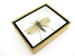 Phymateus saxosus - Grashopper - echtes tropisches Insekt - im 3D Schaukasten - Wandbild – Bild 8