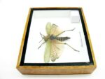 Phymateus saxosus - Grashopper - echtes tropisches Insekt - im 3D Schaukasten - Wandbild – Bild 9