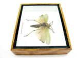 Phymateus saxosus - Grashopper - echtes tropisches Insekt - im 3D Schaukasten - Wandbild – Bild 10