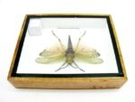 Phymateus saxosus - Grashopper - echtes tropisches Insekt - im 3D Schaukasten - Wandbild – Bild 11