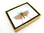 Phymateus saxosus - Grashopper - echtes tropisches Insekt - im 3D Schaukasten - Wandbild – Bild 7