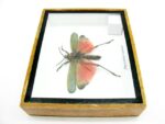 Phymateus saxosus - Grashopper - echtes tropisches Insekt - im 3D Schaukasten - Wandbild – Bild 8
