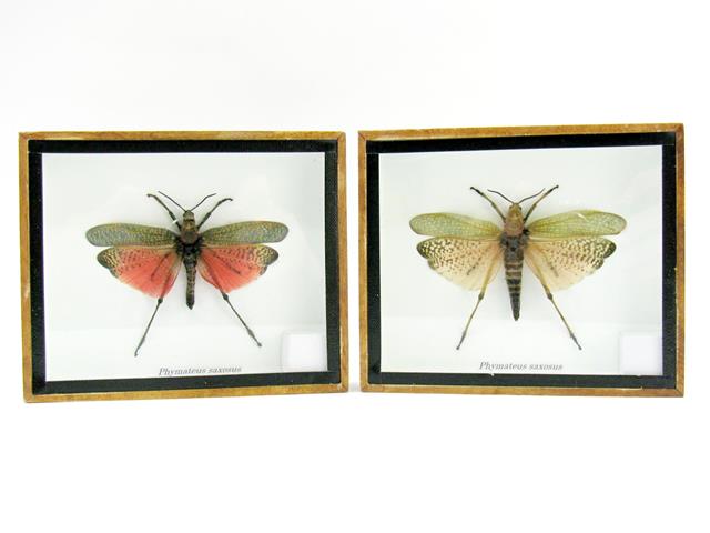 Phymateus saxosus - echter wunderschöner Grashüpfer - gerahmt - im Mix