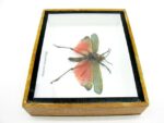 Phymateus saxosus - Grashopper - echtes tropisches Insekt - im 3D Schaukasten - Wandbild – Bild 9