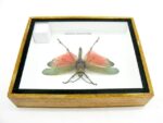 Phymateus saxosus - Grashopper - echtes tropisches Insekt - im 3D Schaukasten - Wandbild – Bild 10