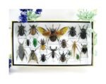 Echte exotische Insekten - Einzelstück - im 3D L-Schaukasten - Wandbild 2-A-L-01